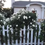 Elegant White Cottage, Venice Beach, California