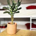 Fruit Hostel
