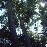 Woodland Hills Calabasas Guesthouses