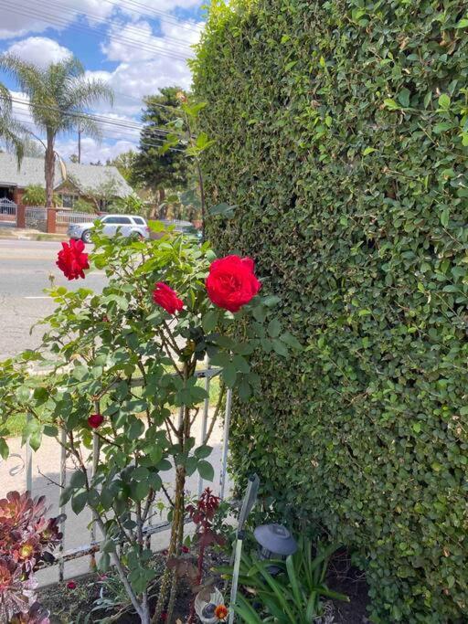 Vacation W Pool &garden 6 Guests Near Csun Los Angeles