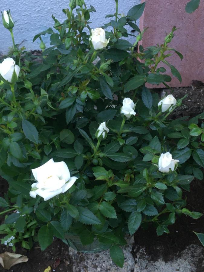 Apartamento Adorable Garden ~ A Lovely Escape With Private Enclosed Gardens *