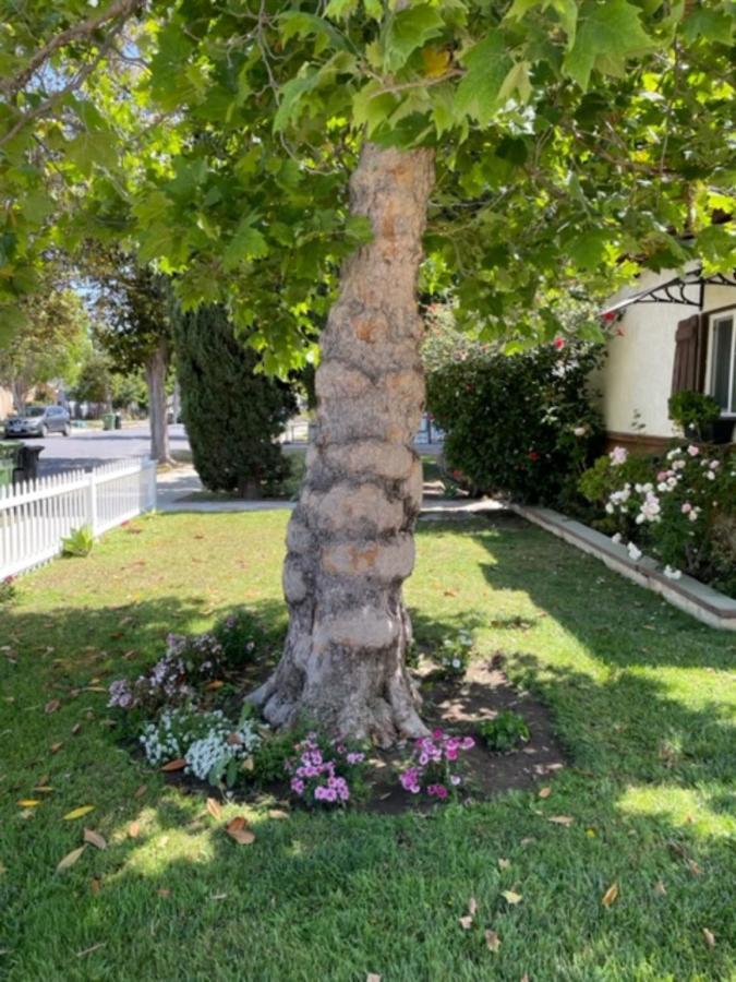 Summer Leaf Homestay Los Angeles