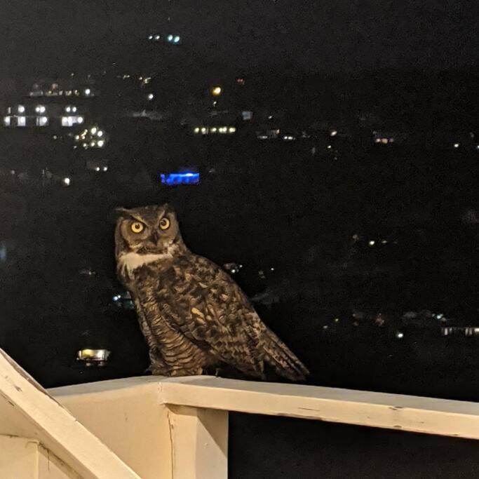 Epic Views! Hollywood Hills Skyvilla: Crow's Nest