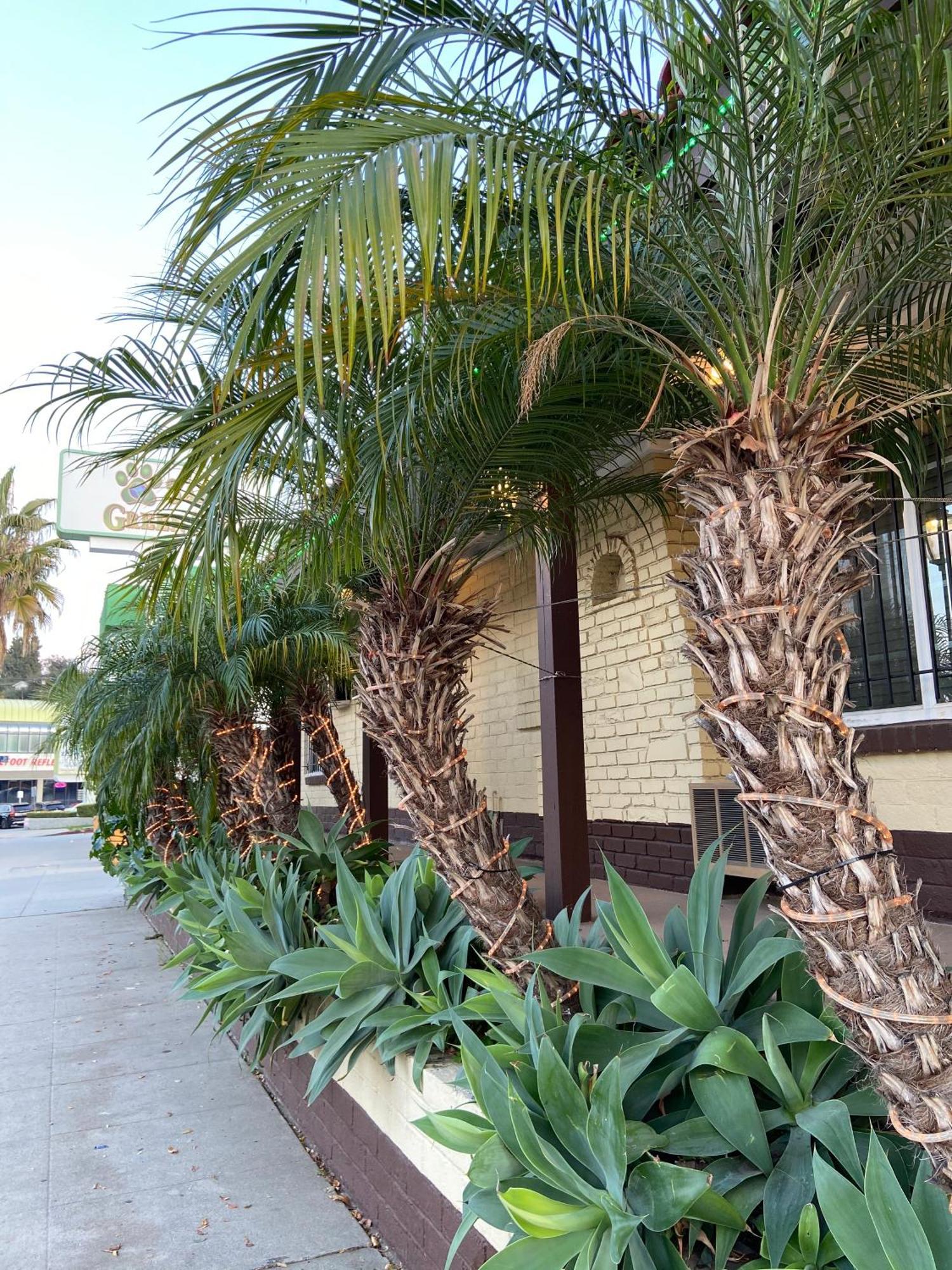 El Patio - Near Universal Hollywood Motel