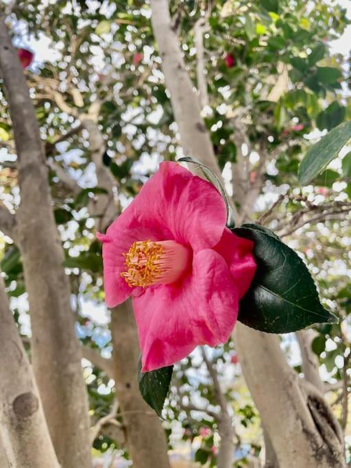 Sunny And Stylish 4be 2ba Venice Oasis Los Angeles
