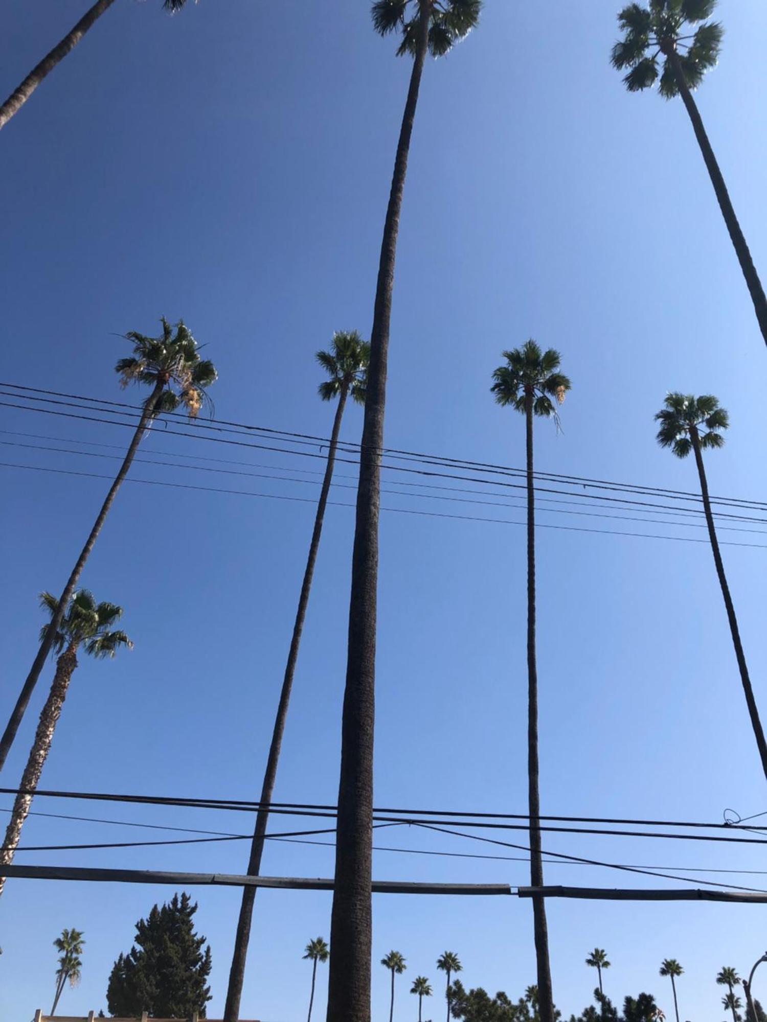 Hollywood Star
