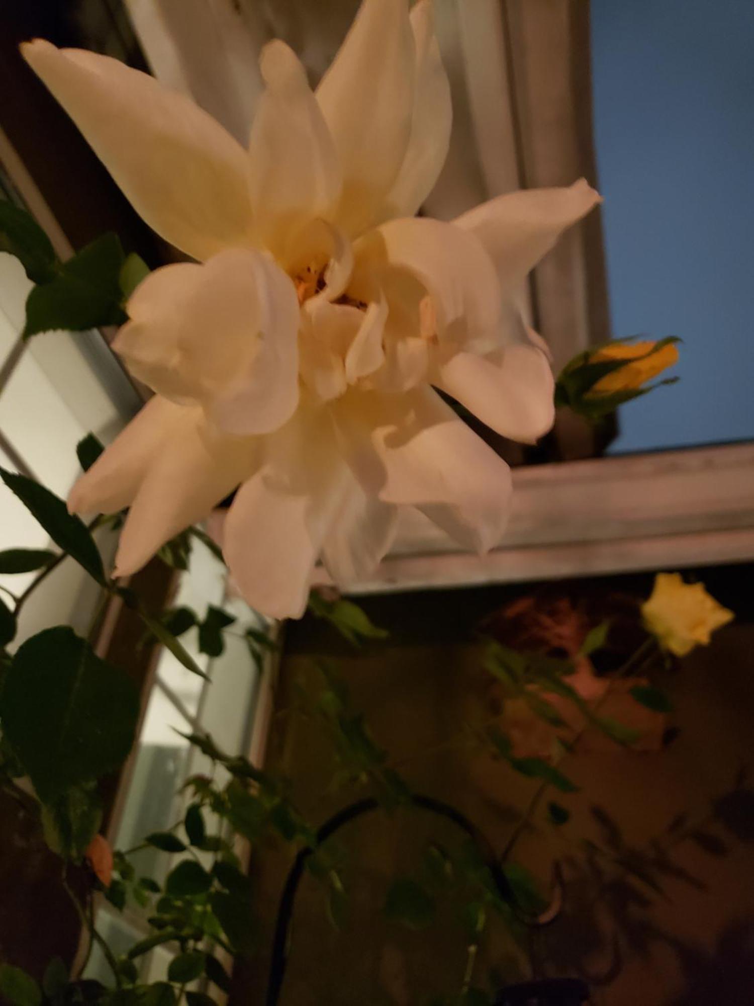 Homestay Tranquility At The House Of Alchemy Hollywood Los Angeles
