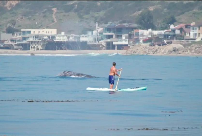 Ocean View+ Beach Surfing Studio @ Palisade/malibu Los Angeles