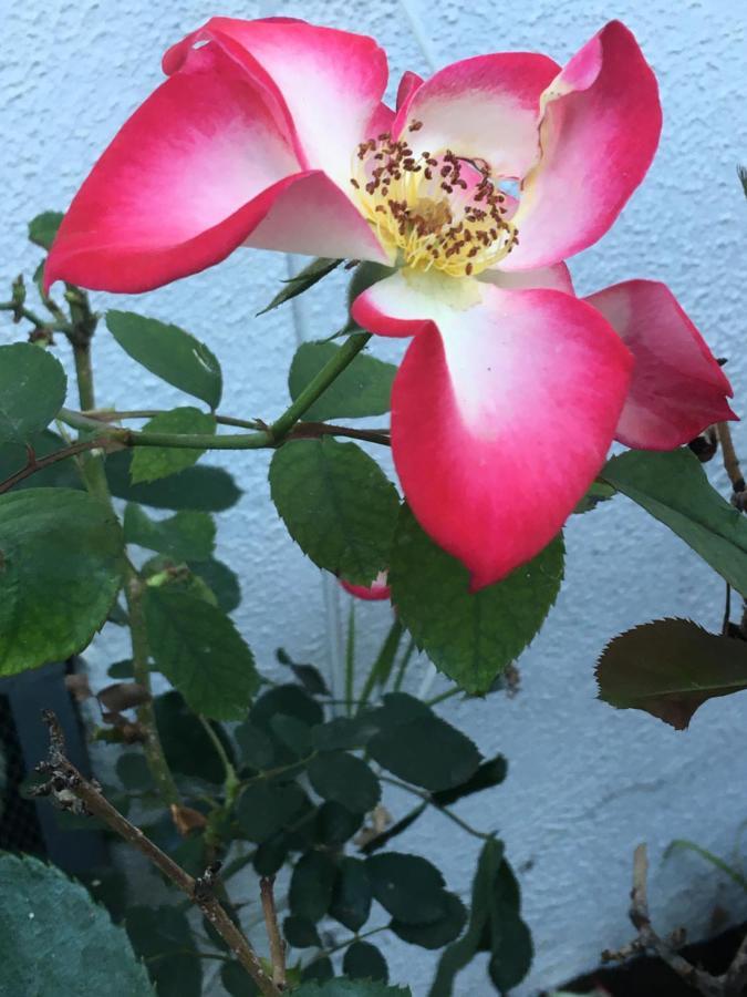Adorable Garden ~ A Lovely Escape With Private Enclosed Gardens Apartment