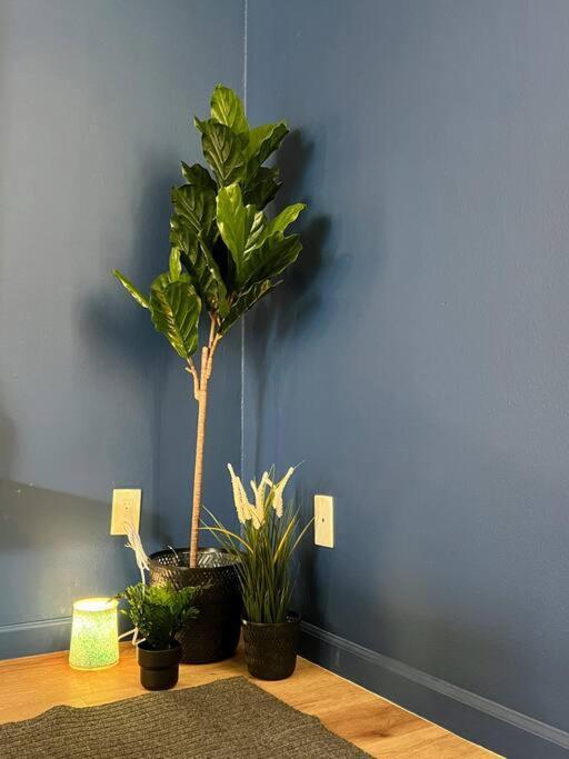 Hollywood Blue Habitat Los Angeles