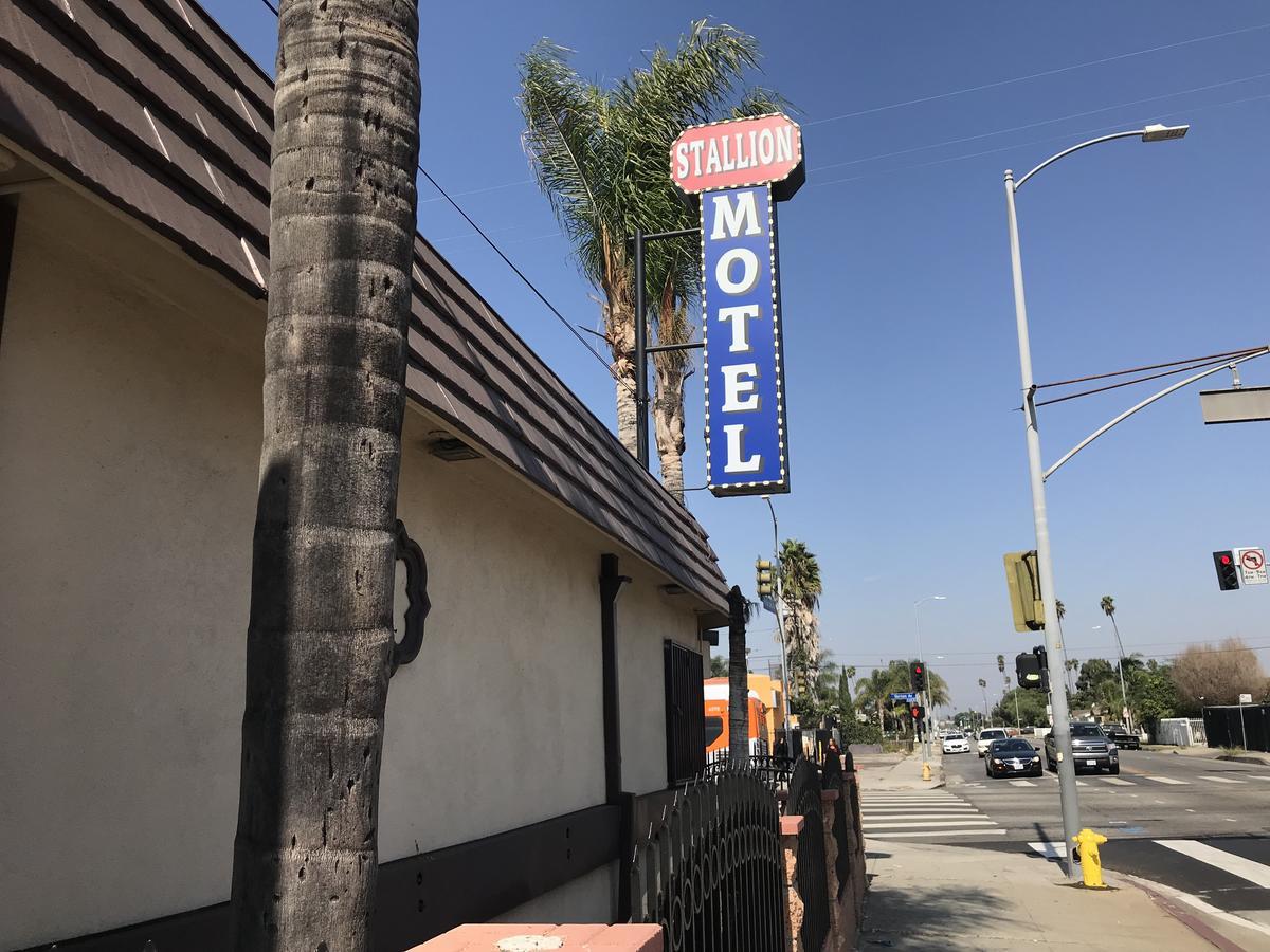 Motel Stallion *