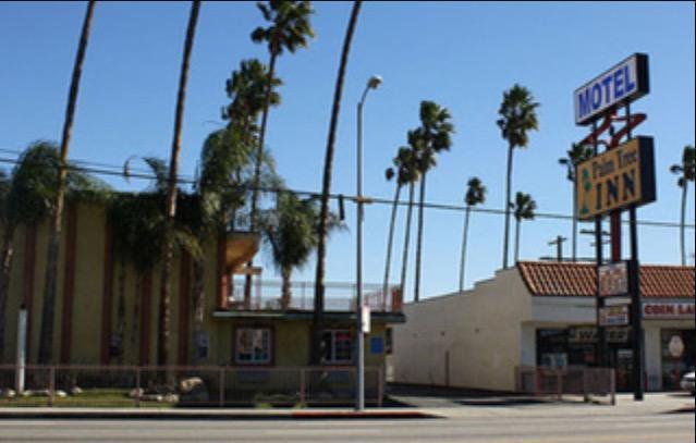 Palm Tree Los Angeles