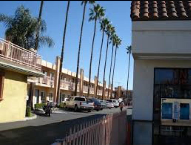 Motel Palm Tree *